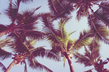 Gün batımında ya da gün doğumunda sahil okyanusu çevresinde güzel bir tropikal palmiye ağacı