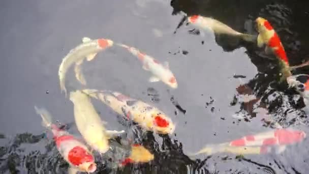 Nahaufnahmen Von Koi Fischen Die Teich Schwimmen — Stockvideo