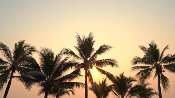 Primer Plano Imágenes Hermosas Palmeras Fondo Del Cielo — Vídeo de stock