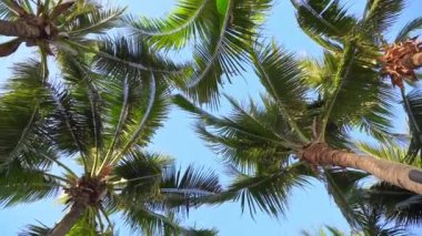 Gökyüzü arka planındaki güzel palmiye ağaçlarının yakın plan görüntüleri