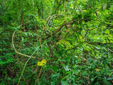Tayland 'ın Sukhothai bölgesindeki Ramkhamhaeng Milli Parkı' ndaki orman.