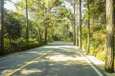 Xiqiao dağ parkındaki güzel güneş ışığı foshan çini