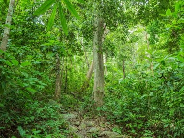 Tayland 'ın Sukhothai bölgesindeki Ramkhamhaeng Ulusal Parkı' ndaki Khao Luang dağının tepesine orman yolu.