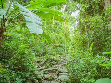 Tayland 'ın Sukhothai bölgesindeki Ramkhamhaeng Ulusal Parkı' ndaki Khao Luang dağının tepesine orman yolu.