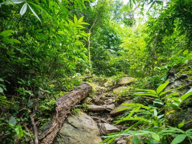 Tayland 'ın Sukhothai bölgesindeki Ramkhamhaeng Ulusal Parkı' ndaki Khao Luang dağının tepesine orman yolu.