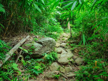 Tayland 'ın Sukhothai bölgesindeki Ramkhamhaeng Ulusal Parkı' ndaki Khao Luang dağının tepesine orman yolu.