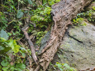 Tayland 'ın Sukhothai bölgesindeki Ramkhamhaeng Ulusal Parkı' ndaki Khao Luang Dağı 'nın tepesine giden yolda kırık ağaç kerestesi.