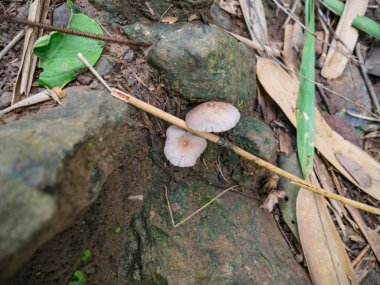 Orman mantarı dağdaki topraklarda büyüyor.