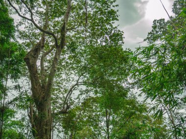 Tayland 'ın Sukhothai bölgesindeki Ramkhamhaeng Ulusal Parkı' ndaki Khao Luang Dağı 'nın tepesindeki dev ağaca bakın.
