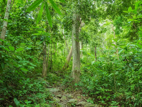 Pasarela Forestal Cima Montaña Khao Luang Parque Nacional Ramkhamhaeng Provincia —  Fotos de Stock