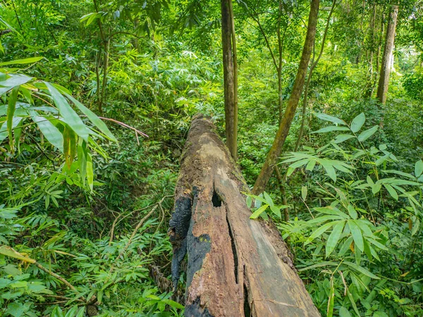 Madera Árbol Gigante Bosque Natural —  Fotos de Stock