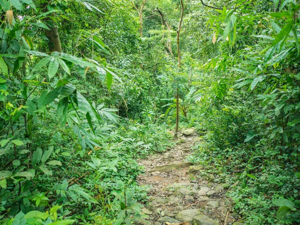 Tayland 'ın Sukhothai bölgesindeki Ramkhamhaeng Ulusal Parkı' ndaki Khao Luang dağının tepesine orman yolu.