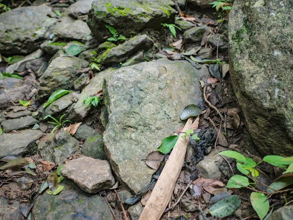 Piedra Suelo Bosque —  Fotos de Stock