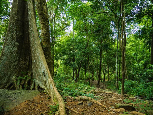 Tayland 'ın Sukhothai bölgesindeki Ramkhamhaeng Ulusal Parkı' ndaki Khao Luang dağının tepesine orman yolu.