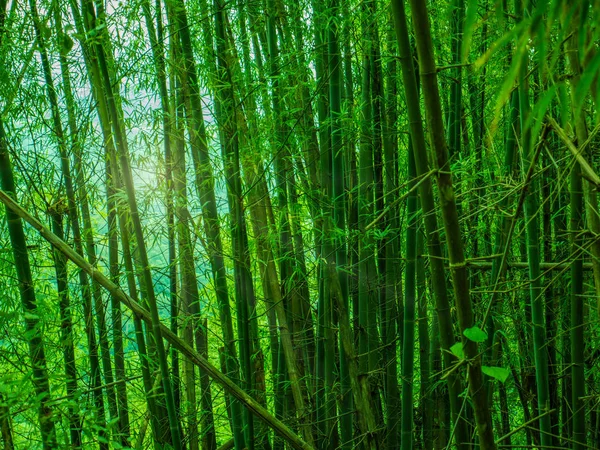 Bosque Bambú Montaña Khao Luang Parque Nacional Ramkhamhaeng Provincia Sukhothai —  Fotos de Stock