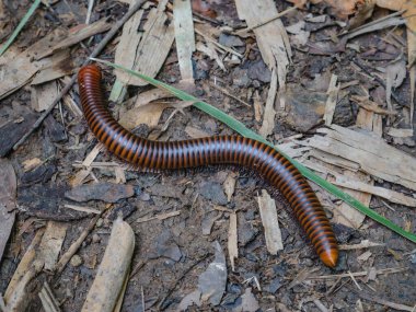 Kırkayaklar ormanda yerde yatıyor.