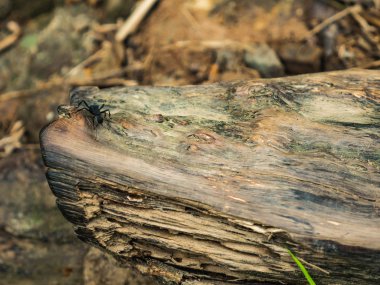 Ağaçtaki siyah karıncayı kapat.