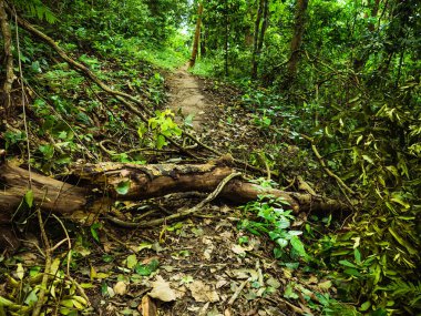 Tayland 'ın Sukhothai bölgesindeki Ramkhamhaeng Ulusal Parkı' ndaki Khao Luang dağının tepesine orman yolu.