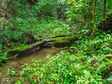 Tayland 'ın Sukhothai bölgesindeki Ramkhamhaeng Ulusal Parkı' ndaki Khao Luang Dağı 'nda küçük bir bataklık.