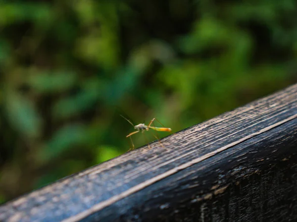 Gros Plan Insecte Sur Bois Oeuvre Dans Forêt — Photo