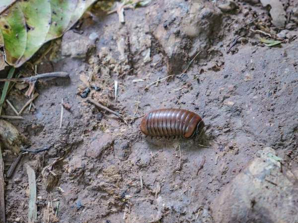森林里地板上的小千年虫 — 图库照片