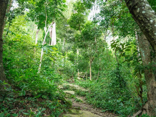 Pasarela Forestal Cima Montaña Khao Luang Parque Nacional Ramkhamhaeng Provincia —  Fotos de Stock