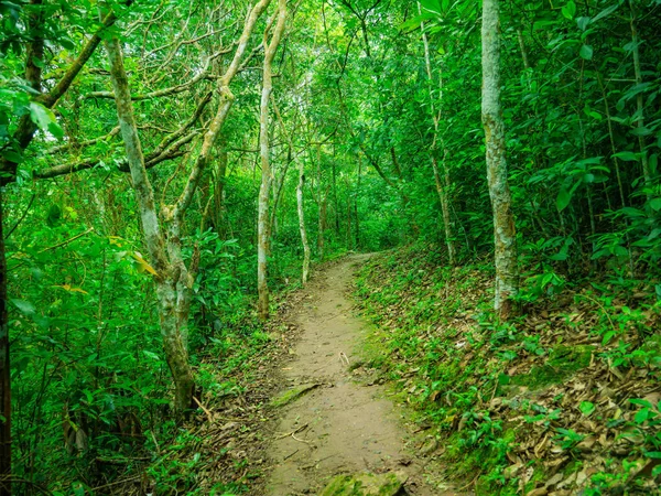 Tayland 'ın Sukhothai bölgesindeki Ramkhamhaeng Ulusal Parkı' ndaki Khao Luang dağının tepesine orman yolu.