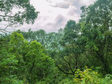 Tayland 'ın Sukhothai bölgesindeki Ramkhamhaeng Milli Parkı' nda güzel yeşil doğa.