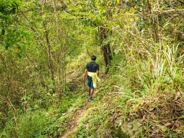 Trekker 'ın arkası, Tayland' ın Ramkhamhaeng Milli Parkı 'ndaki Khao Luang Dağı' nda yürüyor.