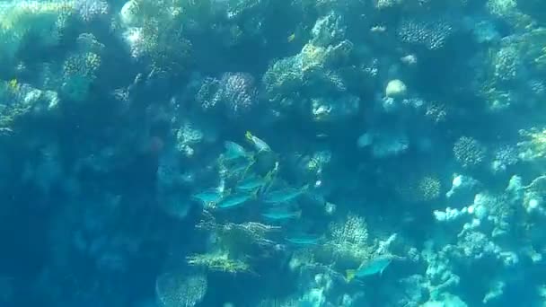 Sparatoria Subacquea Dei Pesci Barriera Corallina Mare Rosso — Video Stock