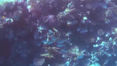 Kızıl denizdeki balık ve resiflerin sualtı atışları