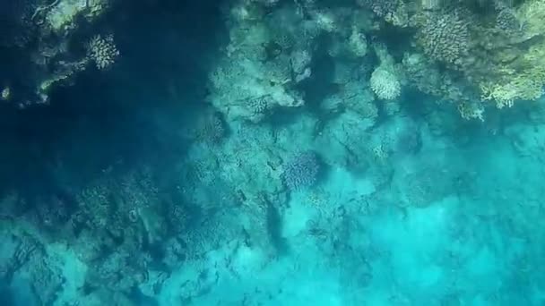 Sparatoria Subacquea Dei Pesci Barriera Corallina Mare Rosso — Video Stock