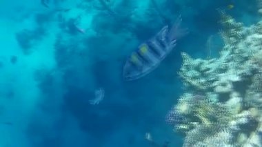 Kızıl denizdeki balık ve resiflerin sualtı atışları 