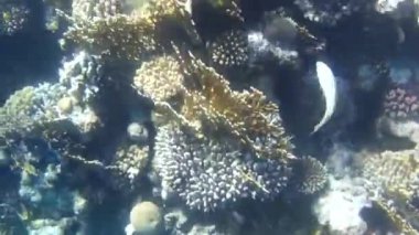 Kızıl denizdeki balık ve resiflerin sualtı atışları 