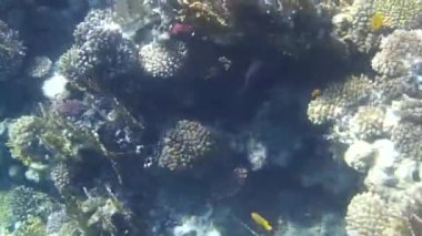 Kızıl denizdeki balık ve resiflerin sualtı atışları 