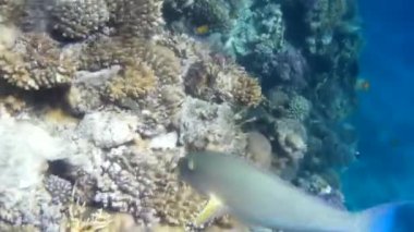 Kızıl denizdeki balık ve resiflerin sualtı atışları 