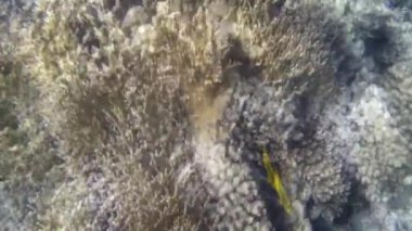 Kızıl denizdeki balık ve resiflerin sualtı atışları 