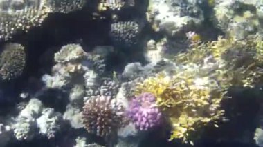 Kızıl denizdeki balık ve resiflerin sualtı atışları 