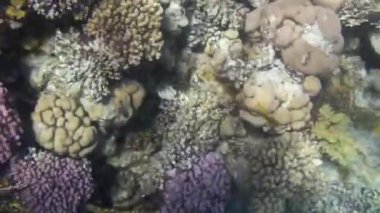 Kızıl denizdeki balık ve resiflerin sualtı atışları 