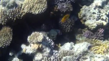 Kızıl denizdeki balık ve resiflerin sualtı atışları 