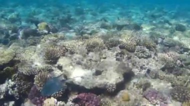Kızıl denizdeki balık ve resiflerin sualtı atışları 