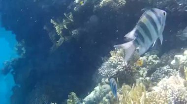 Kızıl denizdeki balık ve resiflerin sualtı atışları 