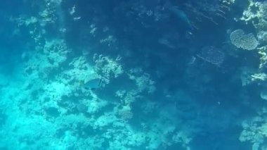 Kızıl denizdeki balık ve resiflerin sualtı atışları 