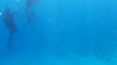 Kızıl denizdeki balık ve resiflerin sualtı atışları 