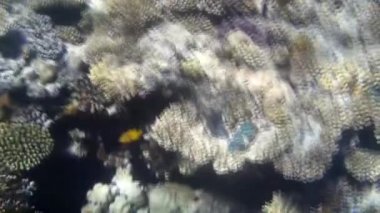 Kızıl denizdeki balık ve resiflerin sualtı atışları 