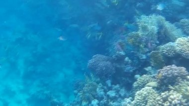 Kızıl denizdeki balık ve resiflerin sualtı atışları 