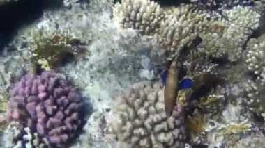 Kızıl denizdeki balık ve resiflerin sualtı atışları 