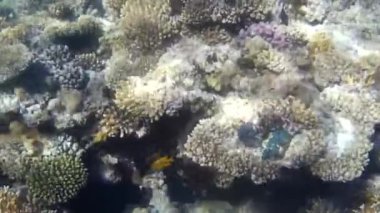 Kızıl denizdeki balık ve resiflerin sualtı atışları 