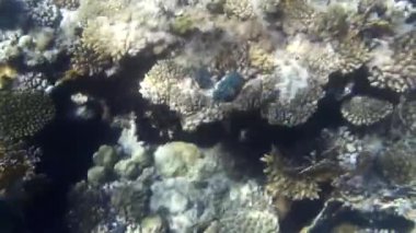 Kızıl denizdeki balık ve resiflerin sualtı atışları 