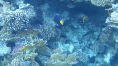 Kızıl denizdeki balık ve resiflerin sualtı atışları 